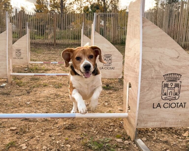 Un chien qui s'amuse dans le parc canin de la Ciotat