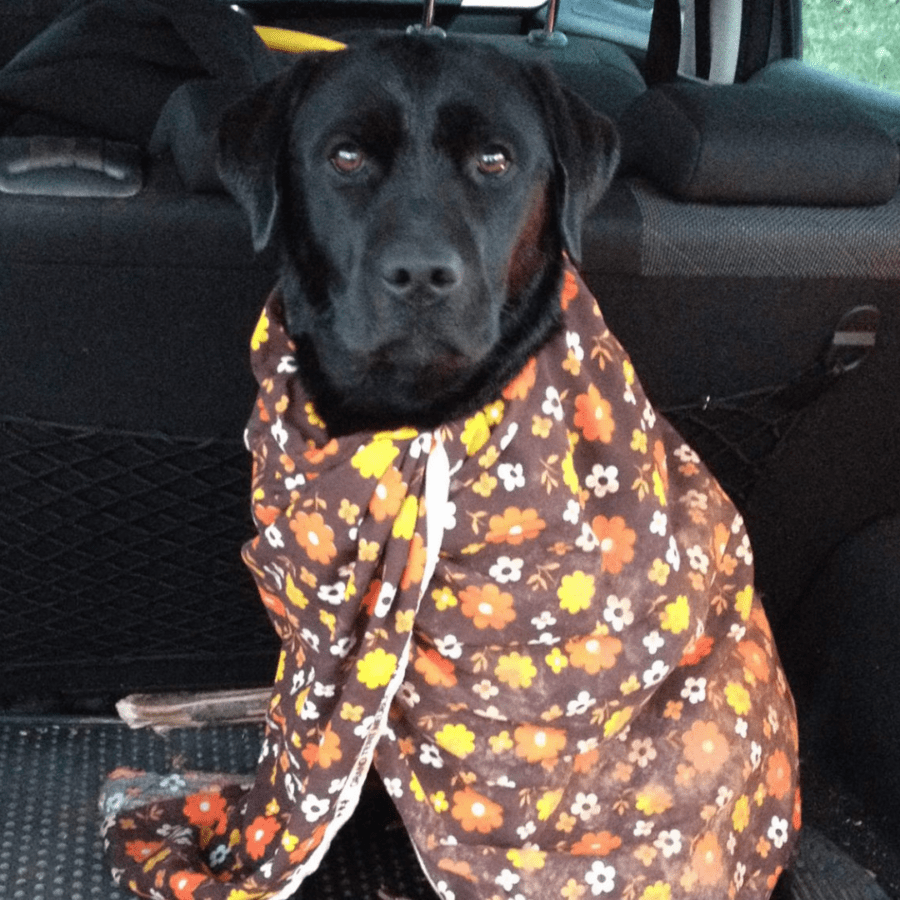 chien couvert par une serviette important pendant l'hiver après la baignade