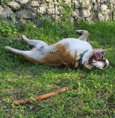 chien qui se roule après s'être baigné en hiver