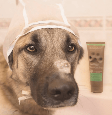 chien dans le bain avec des produits de soin