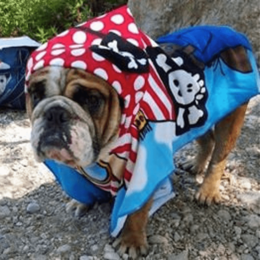 chien avec une serviette de pirate après s'être baigné en hiver