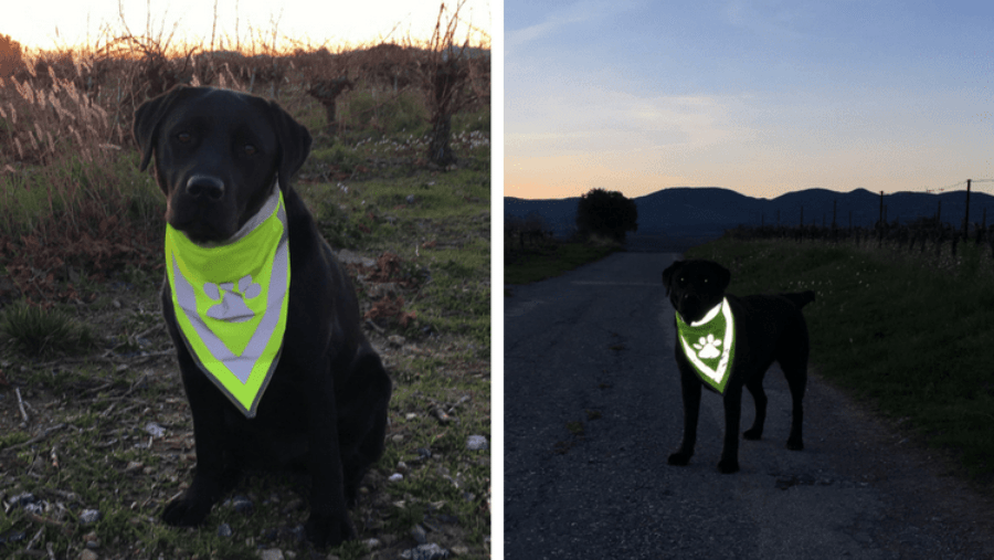 le bandana réfléchissant pour chien permet de voir son chien même la nuit