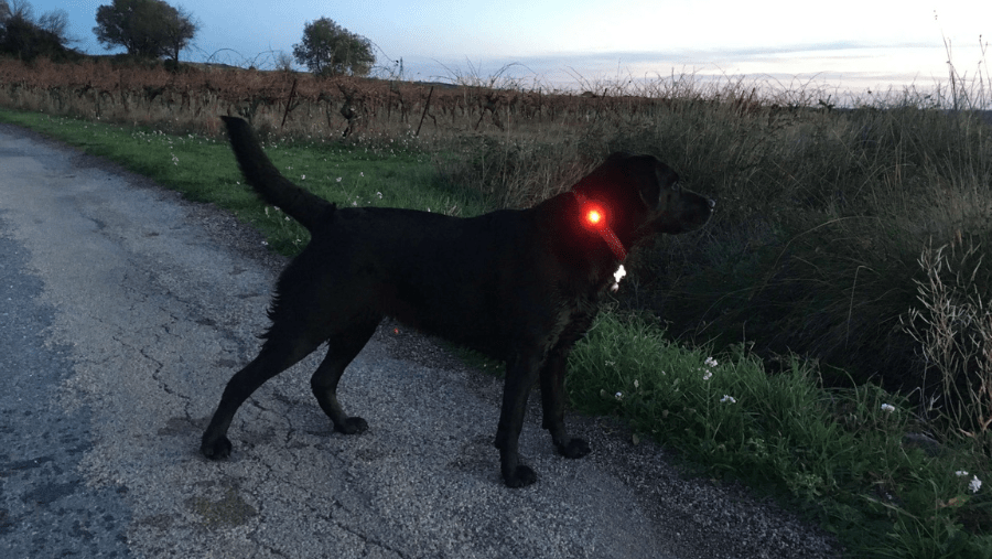 repérez votre chien noir dans la nuit grâce à une lampe à accrocher sur le collier ou harnais