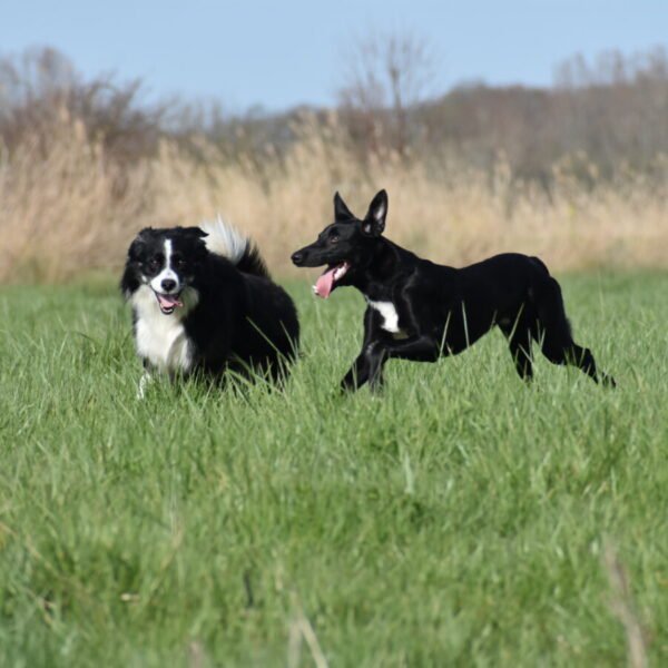 Chiens qui jouent dans la nature près du Camping Les Pins de Sel en Charentes maritimes entre La Palmyre et Royan