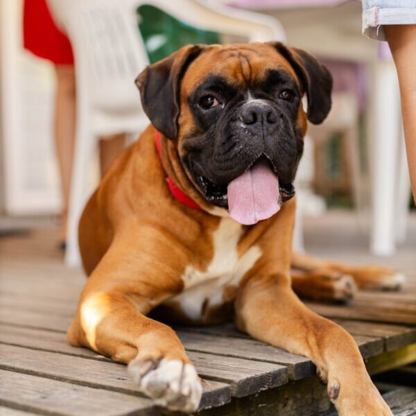 Chien sur la terrasse du restaurant du Camping Les Pins de Sel en Charentes maritimes entre La Palmyre et Royan