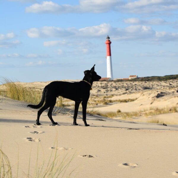 Chien sur la plage proche du Camping Les Pins de Sel en Charentes maritimes entre La Palmyre et Royan