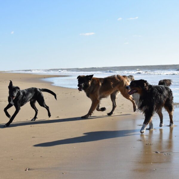 Chiens sur la plage proche du Camping Les Pins de Sel en Charentes maritimes entre La Palmyre et Royan