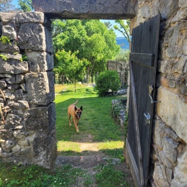 Chien dans le jardin du Domaine de la Barnerie, village de gites en Ardèche dans le Sud de la France