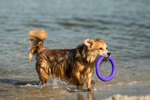 Plage des éclaireurs