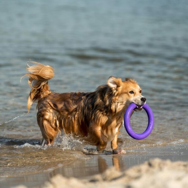 Plage de la Gaillarde ouest - vacances avec son chien dans le Var - plage dogfriendly