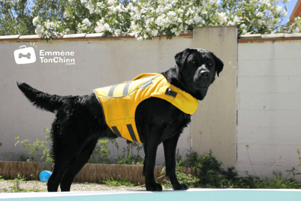 Gilet de sauvetage Ruffwear pour chien