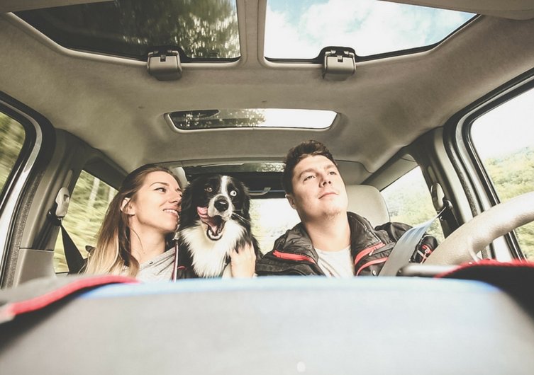 Take Your Dog - going on vacation for the first time with your dog