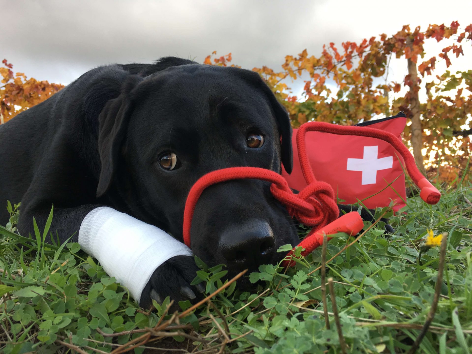 Meilleures trousses de premiers soins pour chiens Trousse médicale pour  animaux de compagnie pour la randonnée à la maison en utilisant