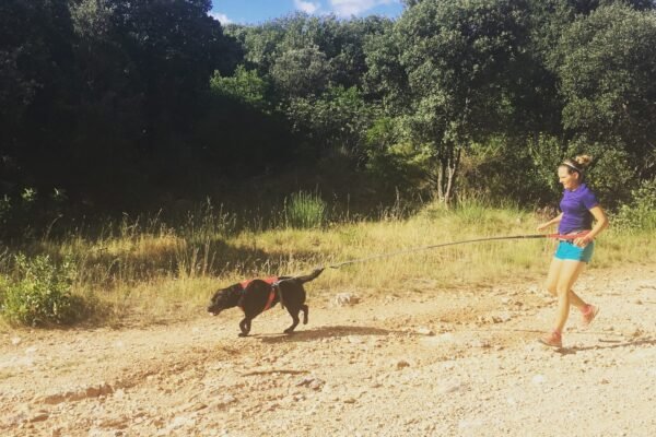 Cani-cross ou cani-trail – le bon matériel pour courir avec son chien