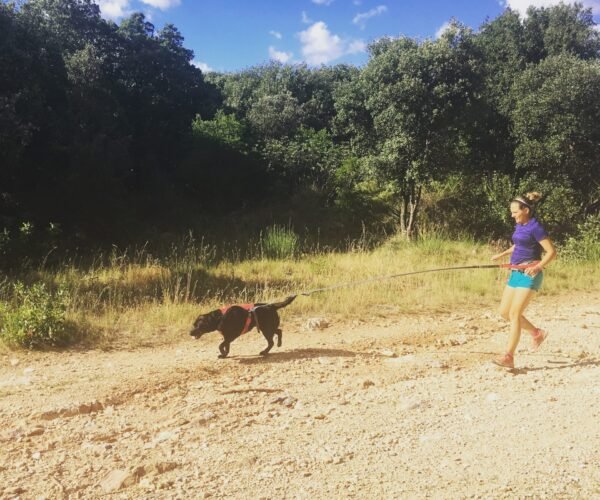 Cani-cross or cani-trail – the right equipment to run with your dog