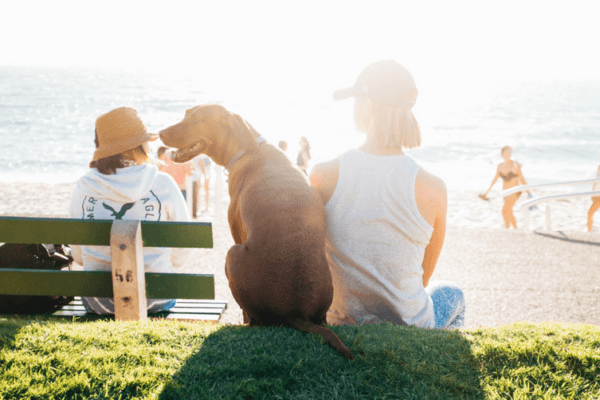 Pension canine, petsitter, chenil ou vacances avec son chien ?