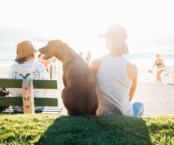 Pension canine, petsitter, chenil ou vacances avec son chien ?