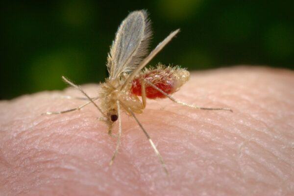 Leishmaniasis and sand fly: fatal disease in dogs