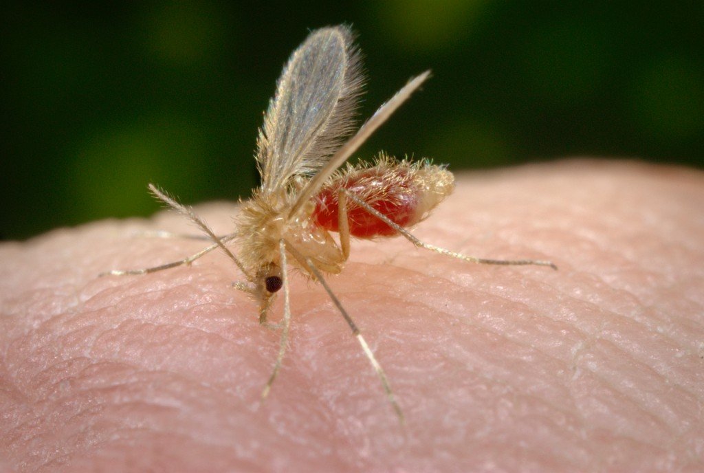Leishmaniasis and sand fly: fatal disease in dogs