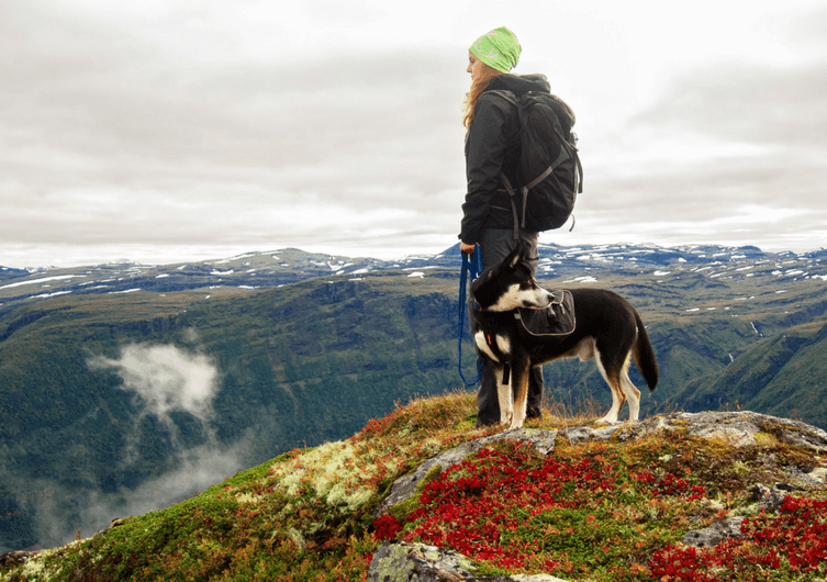 good reasons to go on vacation with your dog