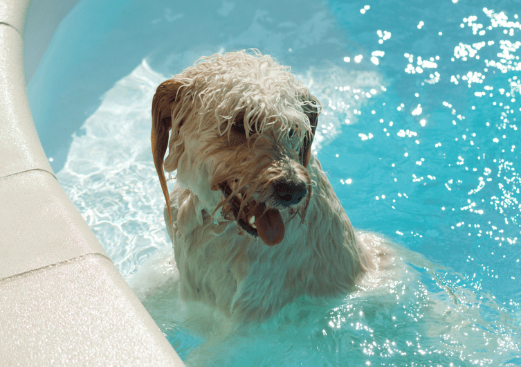 Puede bañarse mi perro en la piscina?