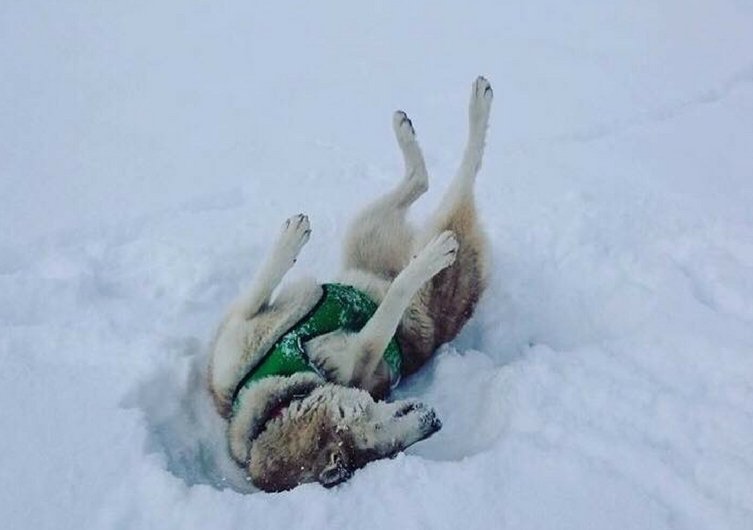 EmmèneTonChien - Ski joëring avec un chien