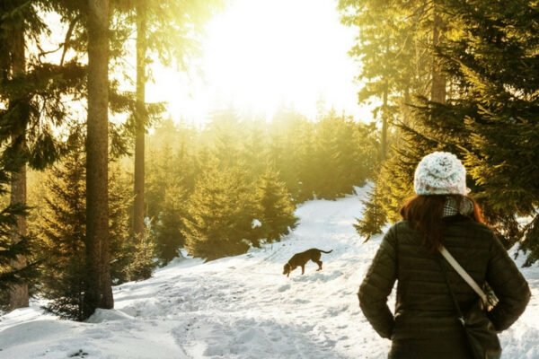 Des vacances réussies dans les Alpes cet hiver avec votre chien