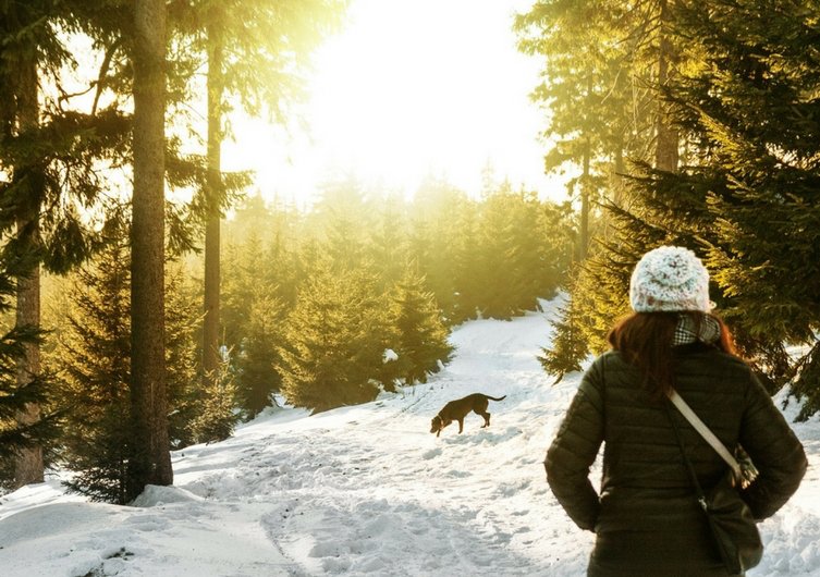 A successful holiday in the Alps this winter with your dog