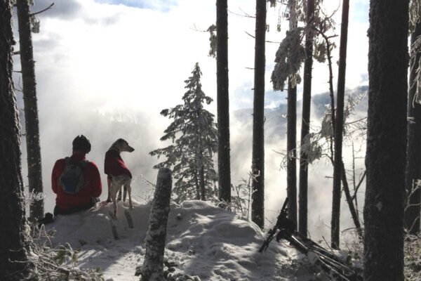 Les Alpes – Top 4 des stations de ski qui ont du chien
