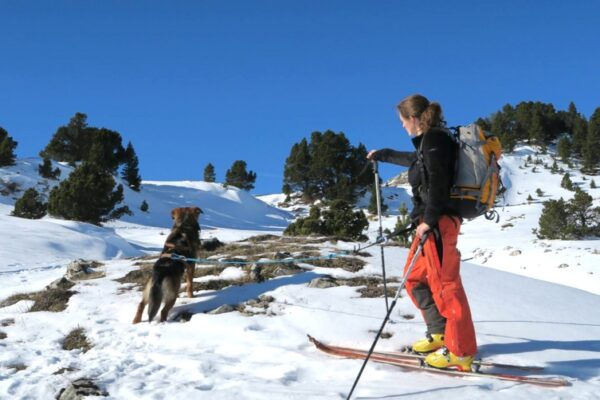 Faire du ski de randonnée avec son chien