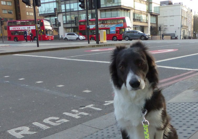 Visite Londres com seu cachorro