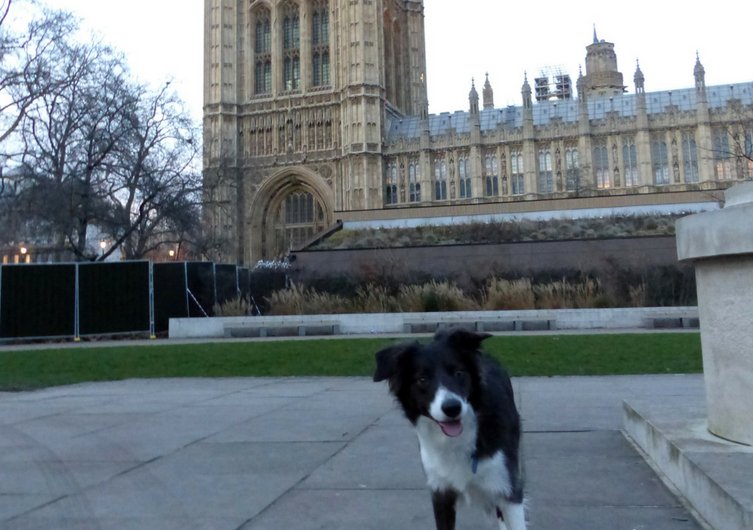 London with a dog