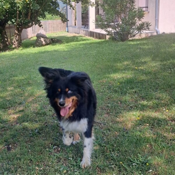 Chien dans le jardin du Domaine du Vernadel dans le Parc monts d'Ardèche en Auvergne Rhone Alpes