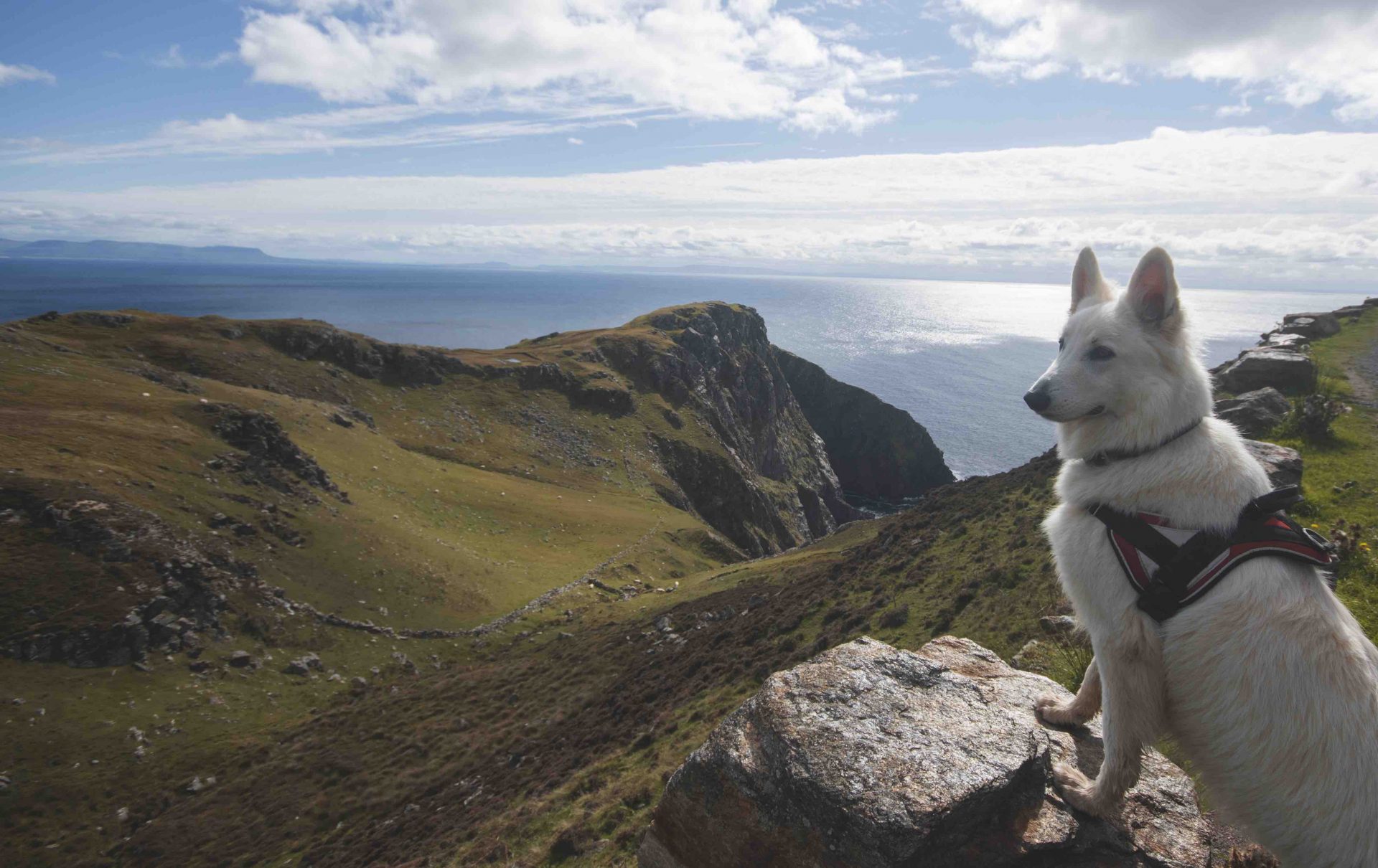 Des vacances en Irlande avec son chien