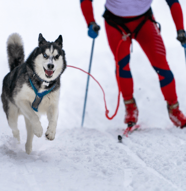 Faire du ski joering avec son chien, emmenetonchien.com