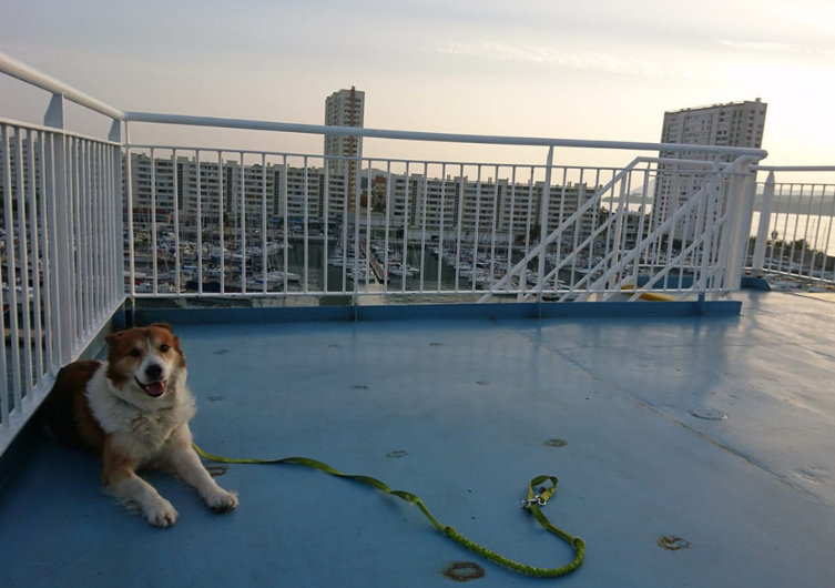 Vacances avec son chien en Sardaigne