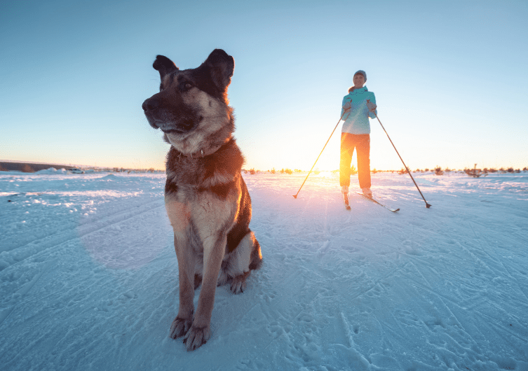 Vacances aux sports d’hiver: faut-il adapter la gamelle de mon chien?