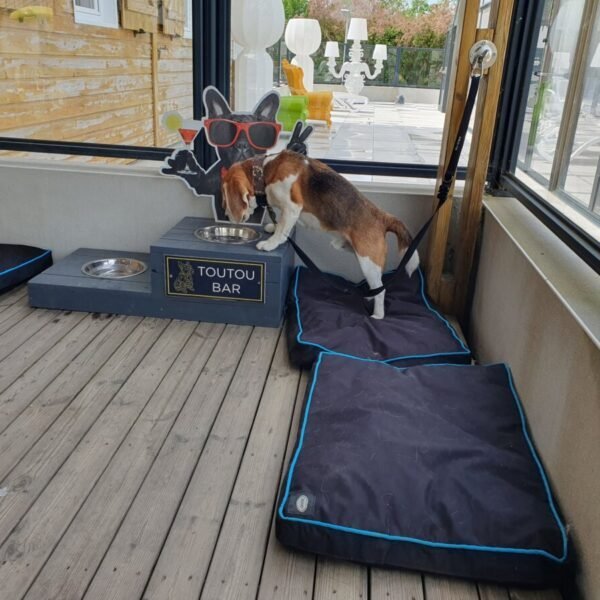 Un chien qui boit dans le toutoubar du Camping du port de moricq en Vendeée dans le Pays de la Loire