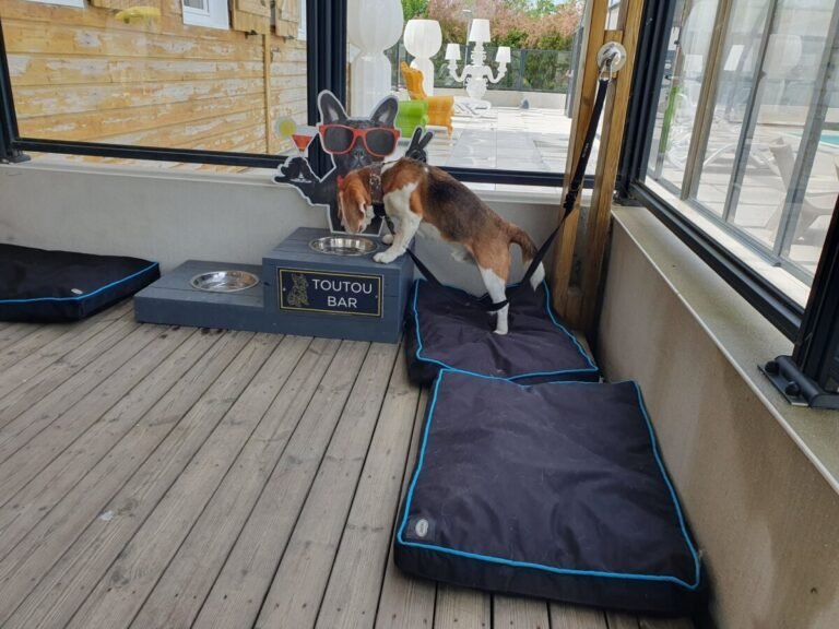Un chien qui boit dans le toutoubar du Camping du port de moricq en Vendeée dans le Pays de la Loire