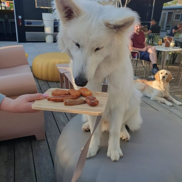 Un chien qui prend l'apéro du Camping du port de moricq en Vendeée dans le Pays de la Loire