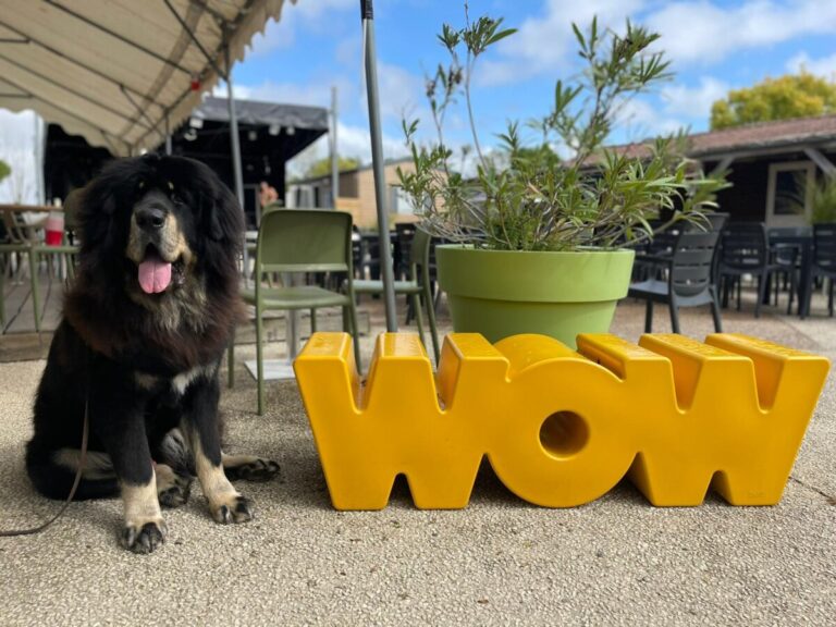Un chien à côté du mot wow au Camping du port de moricq en Vendeée dans le Pays de la Loire