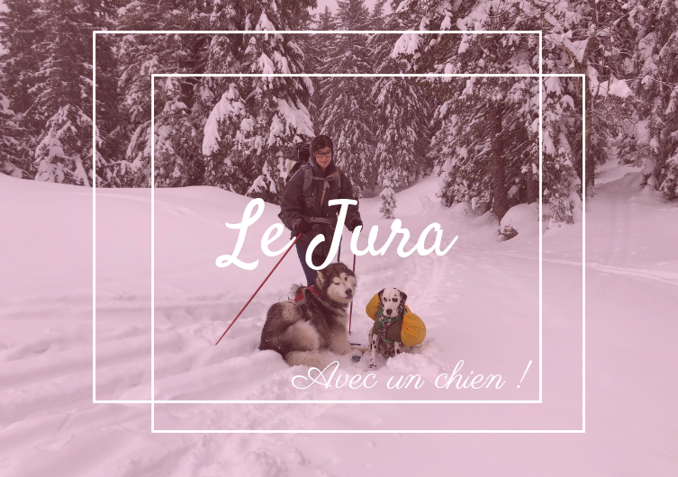 Going on vacation in the Jura massif with your dog
