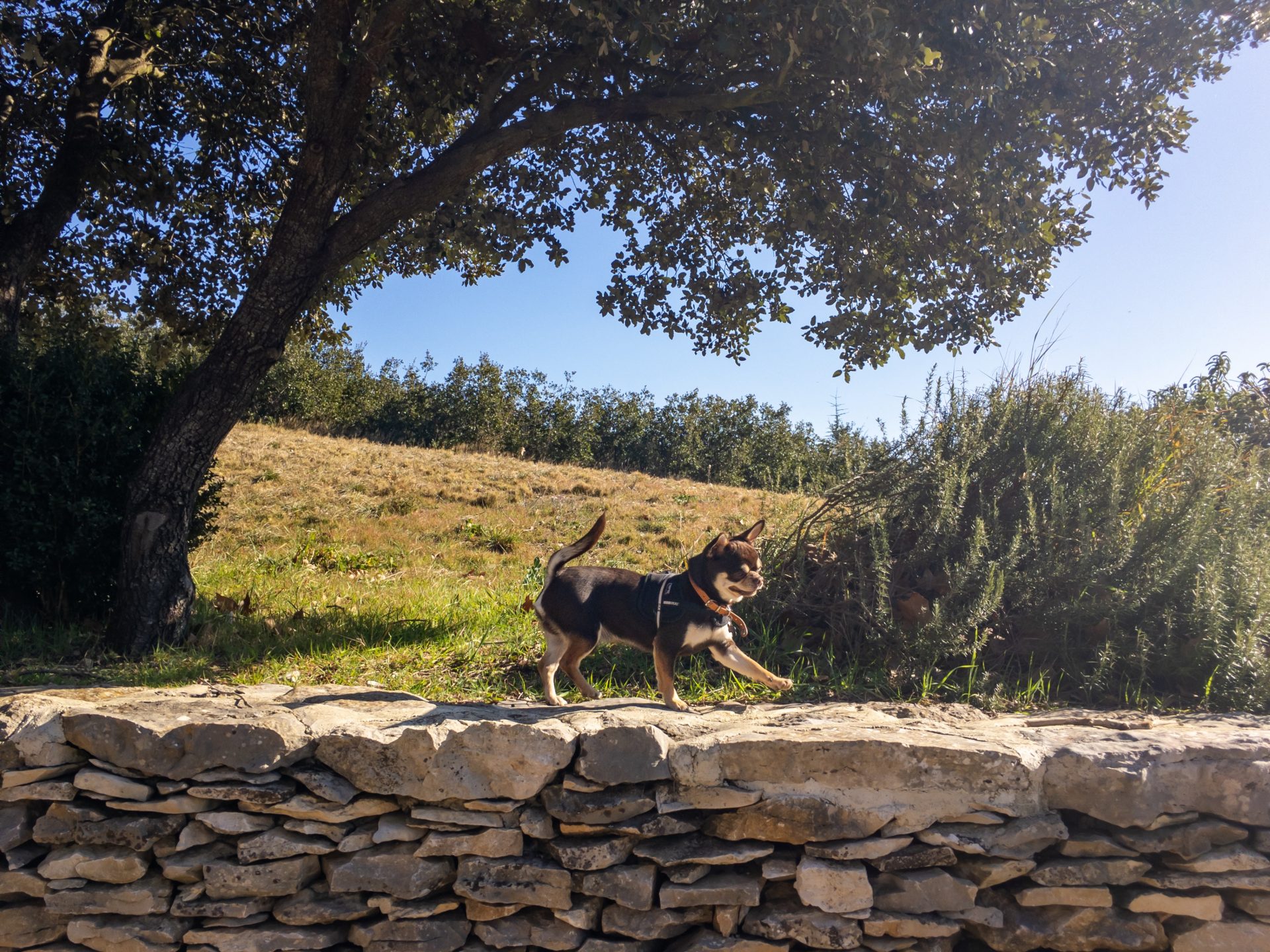 des vacances avec son chien à Nîmes