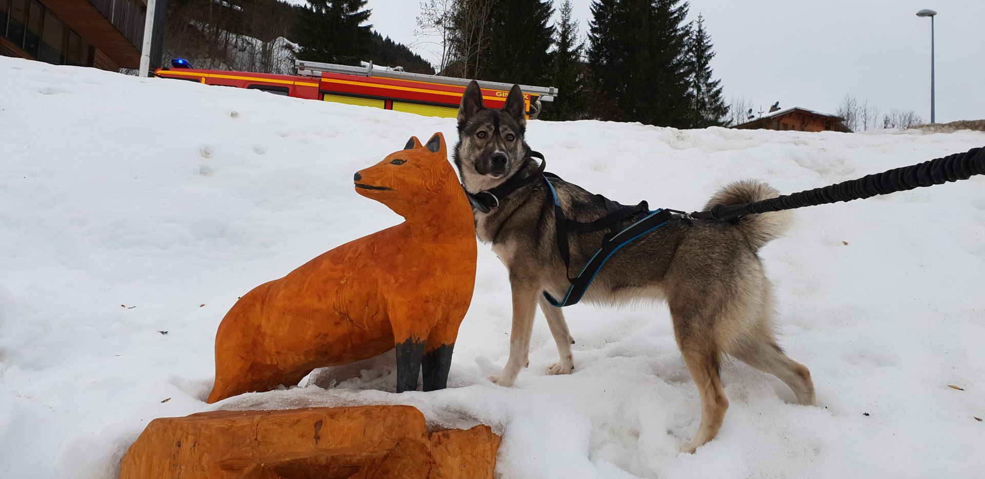 Trotti-ski, une activité hivernale à partager avec son chien