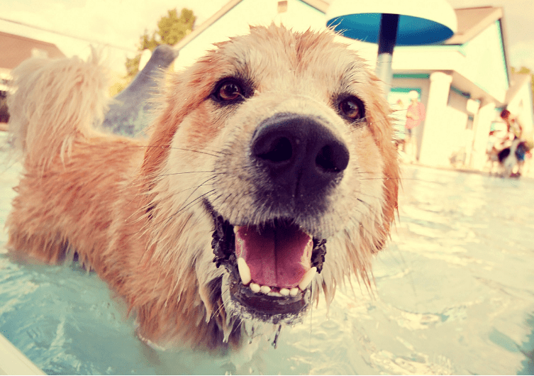 Le chien dans la piscine : bonne ou mauvaise idée?