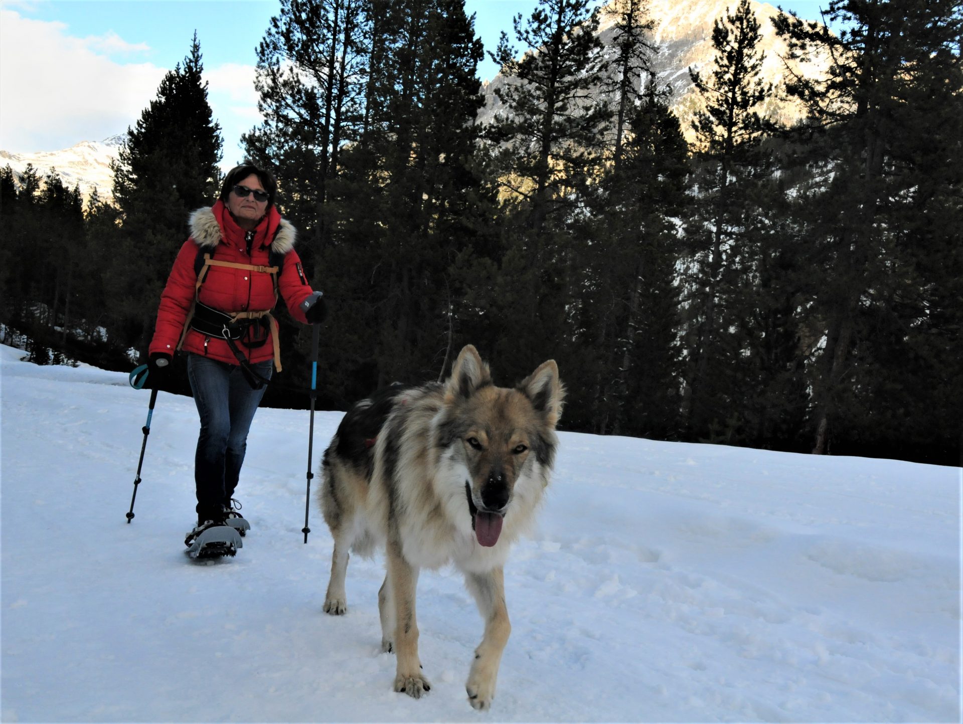chien vacances dans les Hautes Alpes