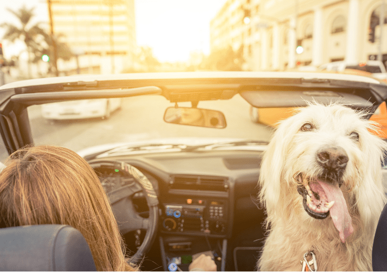 Viajando de carro com seu cachorro