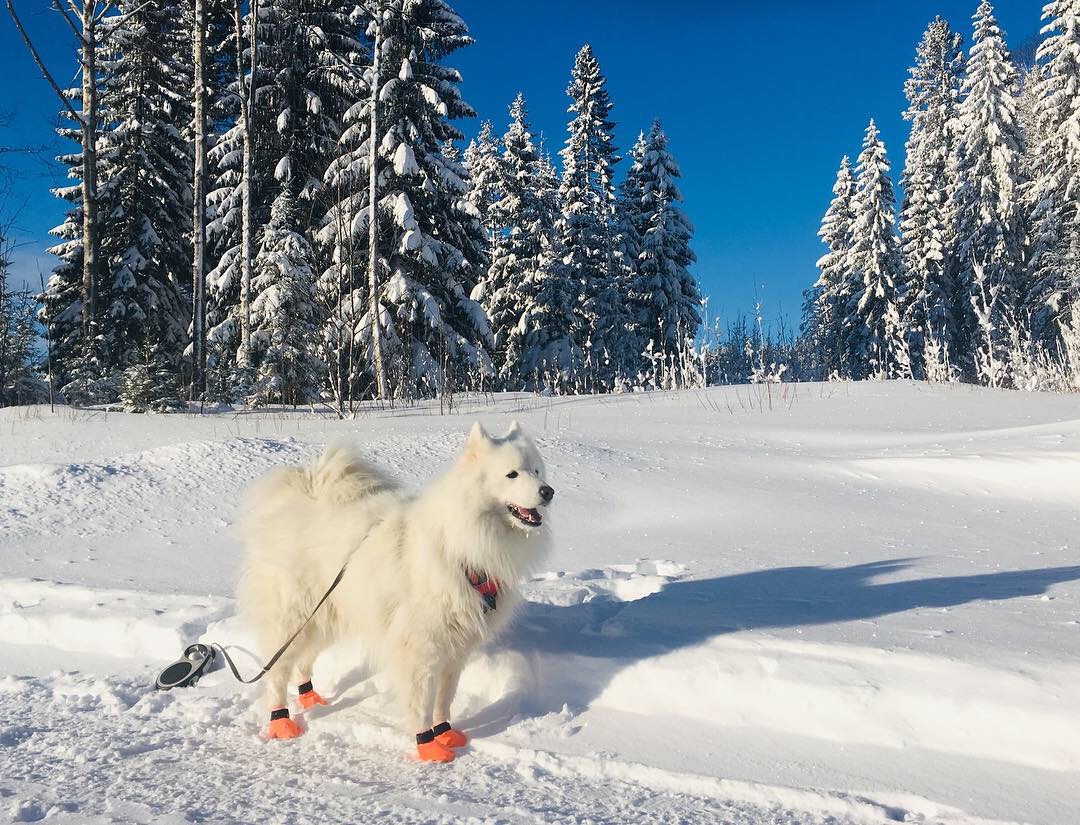 vacaciones en Laponia con un perro