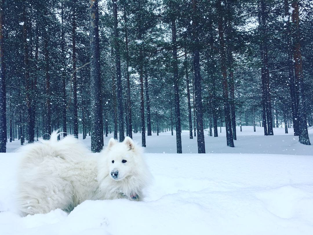 vacances en Laponie avec un chien