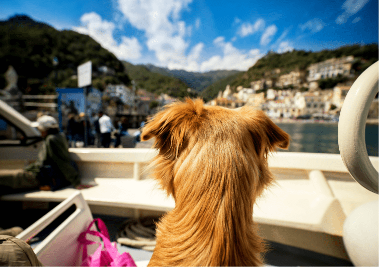 Prendre le ferry avec son chien